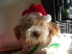 All he wants for Christmas is a gift certificate to the groomers!