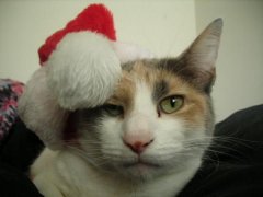 Is Santa Claws coming?!