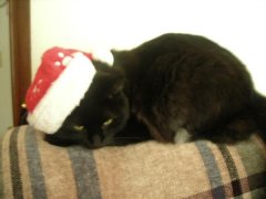 Meowy Christmas!
