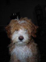 After his first bath