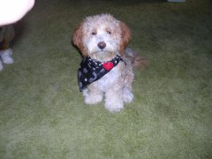 Tiki wearing his new Scarf