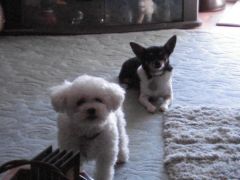 My two boys Raider the poodle and Poncho the chuahaha.
