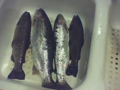 rainbow trout