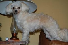 My Dog Bella