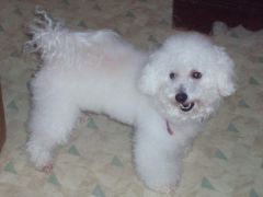 My precious baby "Louie"  my bichon frise!