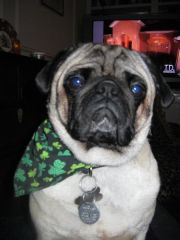 Mr. Grumpus - trying to look noble.