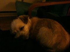 sleepy head