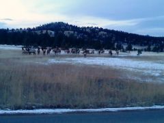 Elk on my way home from work (phone camera)