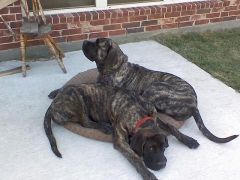 doggies2