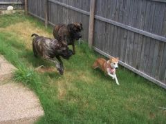 The fox hunt