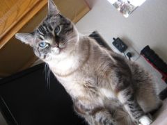 Princess Jasmine AKA/Jazzy