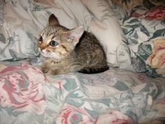 Pooter... when she was a nice kitty.