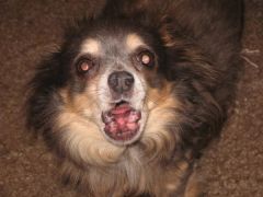 Chico barking at me. He's so ferocious!