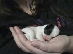 One of Blossom's pups - only a day old. (Feb 2, 2010)
