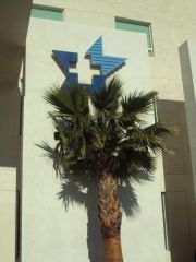 palm trees decorated the landscape