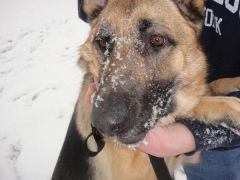 liesel in the snow
