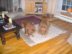 Blake and Blair our goldens, they are adopted.