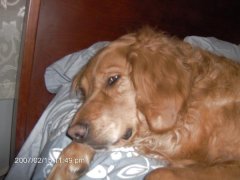Blake having a nap on the bed