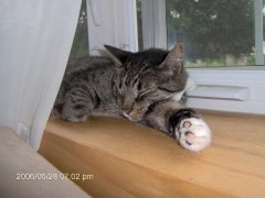 Sal sleeping on the window sill