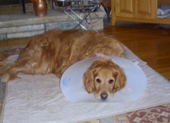 Blake and his "collar" he opened his surgery wound and took out a stitch.  Now he has to wear that collar. 10/24/08