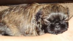 Boe, also about 6 weeks