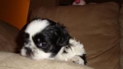 Bailey, I think he was 6 weeks