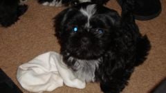 Zoey, 9 weeks