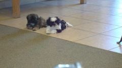 Boe and Bailey, 9 weeks