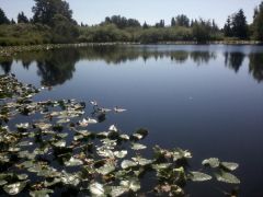 Lake to Lake Trail, Bellevue WA  My favorite place to Hike