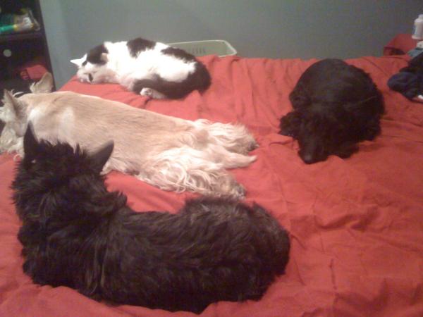 THE KIDS