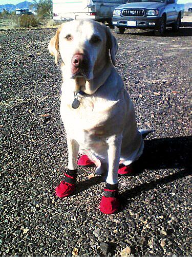 Butters the dog