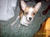 My granddog Pee Wee
