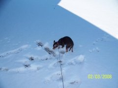 Coco in the snow