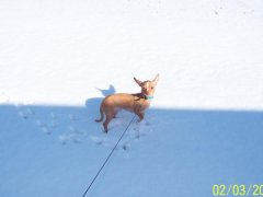 Peanut in the snow