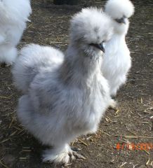 silkie hens