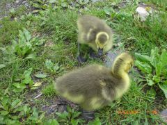 goslings 1 week Old