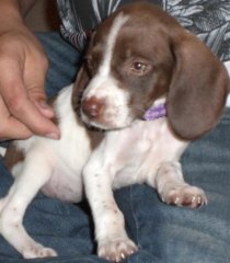 Maya Angelou - 8 Weeks Old