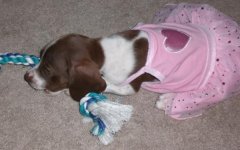 Maya Angelou in her TuTu - 10 Weeks Old