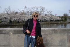 Cherry Blossoms 007.JPG