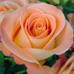 Roses just make happy!