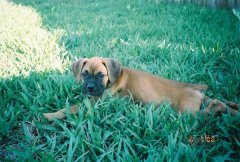 Bruschi loves the grass...