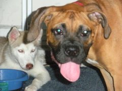Bruschi and his friend Dixie
