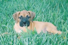 This is Bruschi, after Teddy Bruschi, plays for the New England Patriots, he's about 9 weeks here. So little.