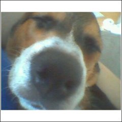 I Smell FOOD!