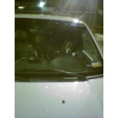 Marlee Driving