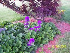 Purple Smoke 2007