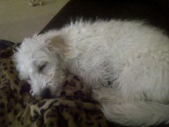 lousleeping4