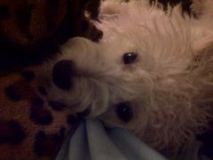 loucloseup