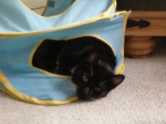Felix napping