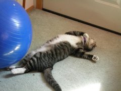 Oscar after working out on the ball